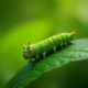 Chenille verte Sphinx sur une feuille verte lumineuse